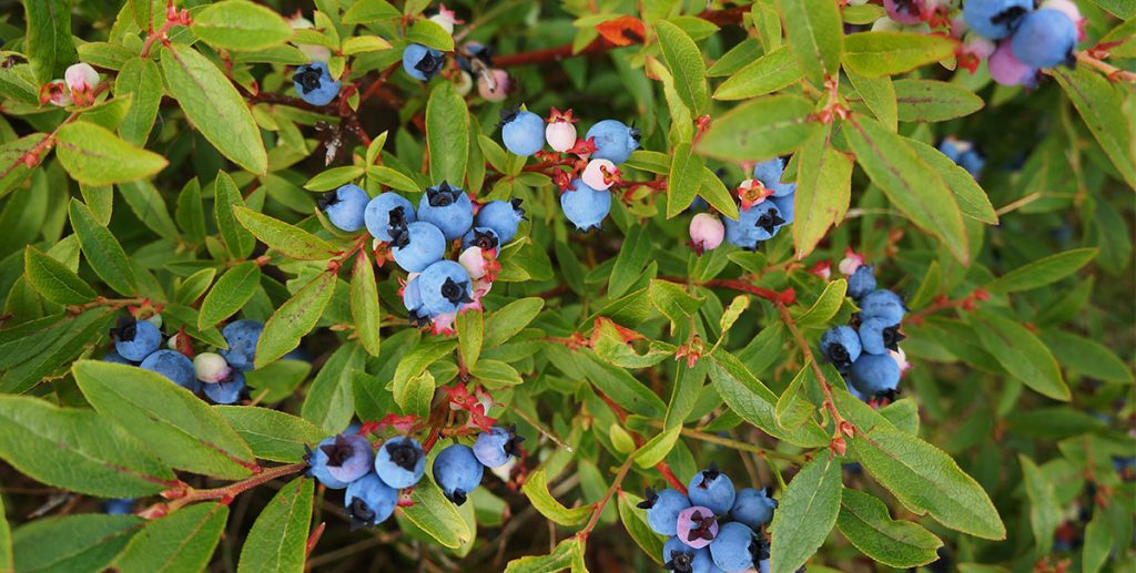 wild-blueberries