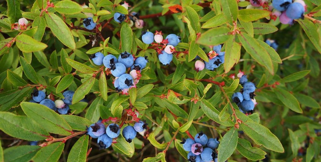 Blueberry like plant