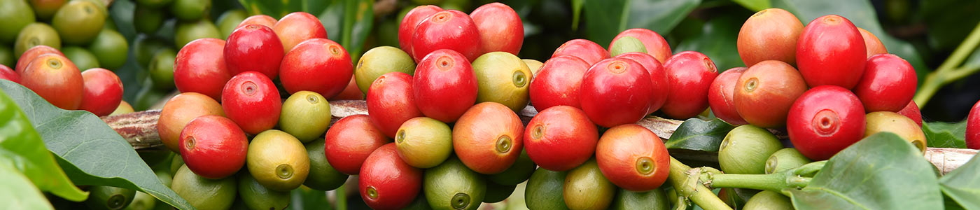 Coffeeberry® Cascara Extract From an Upcycled Superfruit