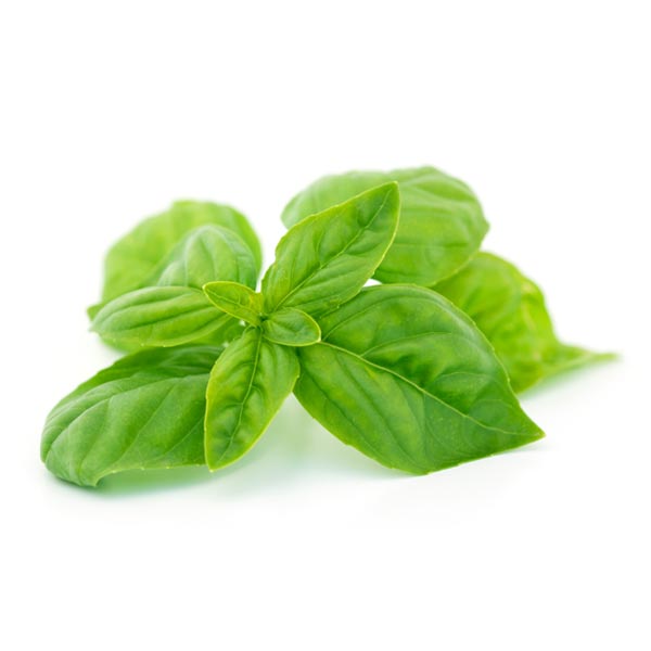 Basil