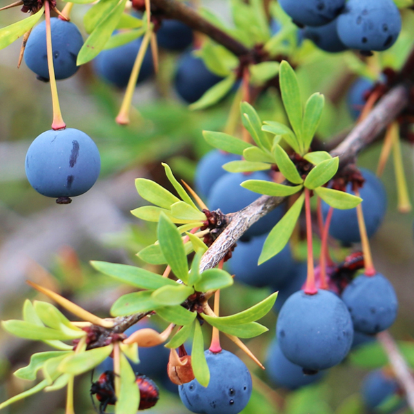 Calafate Berry