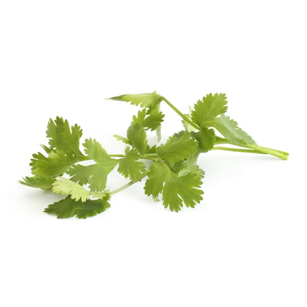 Cilantro