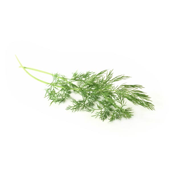 Dill