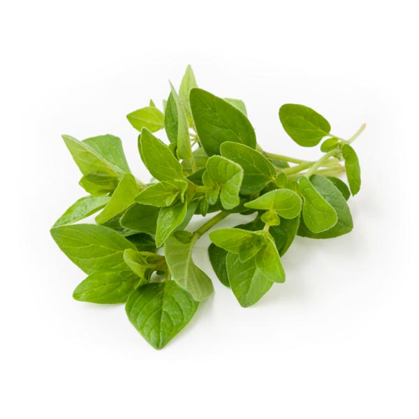 Oregano