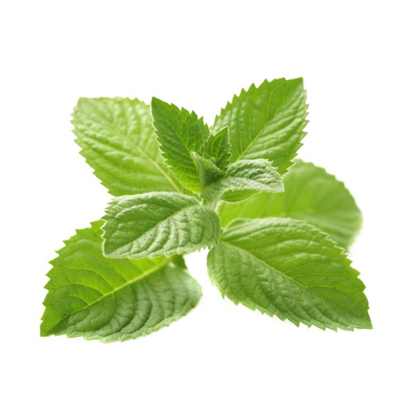 Spearmint