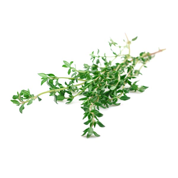 Thyme